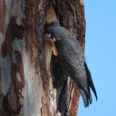 Callocephalon fimbriatum (Gang-gang Cockatoo) at Hughes, ACT - 13 Sep 2019 by RobParnell