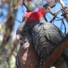 Callocephalon fimbriatum at Hughes, ACT - 13 Sep 2019