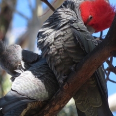 Callocephalon fimbriatum at Hughes, ACT - 13 Sep 2019