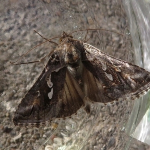 Chrysodeixis argentifera at Narrabundah, ACT - 13 Sep 2019 04:06 PM