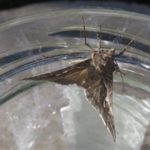 Chrysodeixis argentifera at Narrabundah, ACT - 13 Sep 2019 04:06 PM