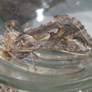 Chrysodeixis argentifera at Narrabundah, ACT - 13 Sep 2019 04:06 PM