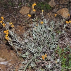 Chrysocephalum apiculatum (Common Everlasting) at Bonython, ACT - 1 Jul 2014 by michaelb