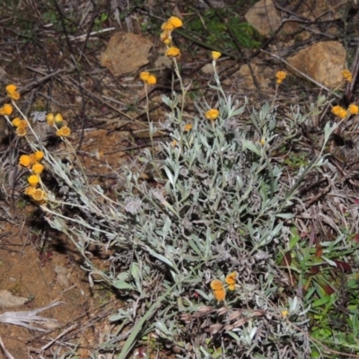 Chrysocephalum apiculatum (Common Everlasting) at Bonython, ACT - 1 Jul 2014 by michaelb