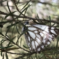 Belenois java (Caper White) at Acton, ACT - 18 Sep 2019 by PeterR