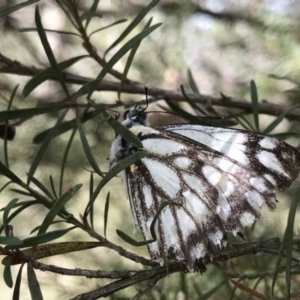 Belenois java at Acton, ACT - 18 Sep 2019