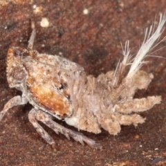 Platybrachys sp. (genus) (A gum hopper) at Kambah, ACT - 18 Sep 2019 by Marthijn