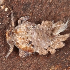 Platybrachys sp. (genus) at Kambah, ACT - 18 Sep 2019