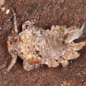 Platybrachys sp. (genus) at Kambah, ACT - 18 Sep 2019 11:04 AM