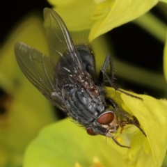 Calliphora vicina (European bluebottle) at Kambah, ACT - 18 Sep 2019 by Marthijn