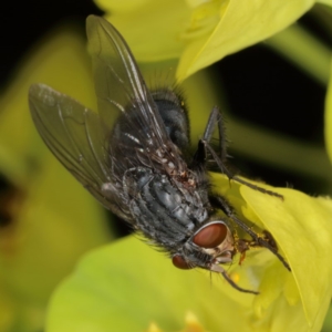 Calliphora vicina at Kambah, ACT - 18 Sep 2019 11:57 AM