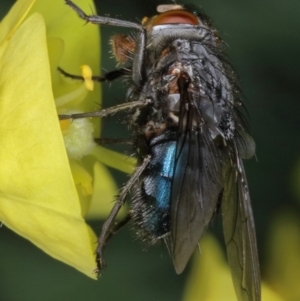 Calliphora vicina at Kambah, ACT - 18 Sep 2019