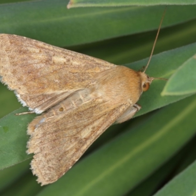 Helicoverpa (genus) (A bollworm) at Kambah, ACT - 18 Sep 2019 by Marthijn