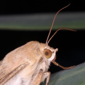 Helicoverpa (genus) at Kambah, ACT - 18 Sep 2019