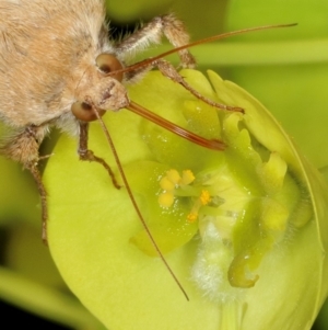 Helicoverpa (genus) at Kambah, ACT - 18 Sep 2019 11:52 AM