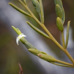 Olax stricta (Olax) at Bundanoon, NSW - 5 Sep 2019 by Boobook38