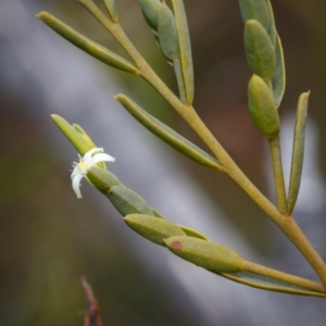 Olax stricta at Bundanoon - 5 Sep 2019 02:28 PM