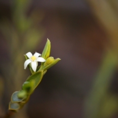 Olax stricta at Bundanoon - 5 Sep 2019