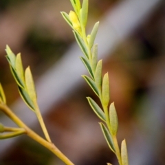 Olax stricta at Bundanoon - 5 Sep 2019