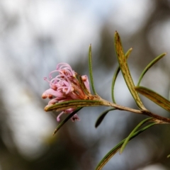 Grevillea patulifolia at Wingecarribee Local Government Area - 5 Sep 2019 by Boobook38