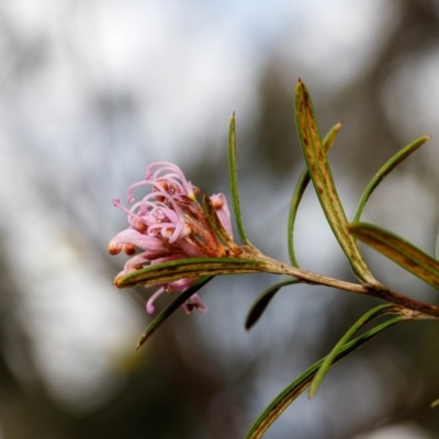 Grevillea patulifolia at Bundanoon, NSW - 5 Sep 2019 by Boobook38