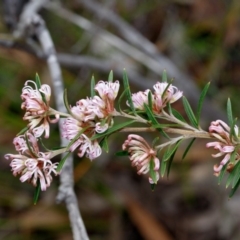 Grevillea patulifolia at Bundanoon - 5 Sep 2019