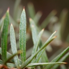 Grevillea patulifolia at Bundanoon - 5 Sep 2019 02:33 PM