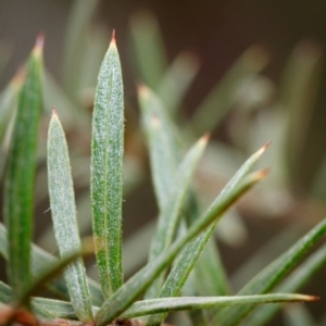 Grevillea patulifolia at Bundanoon - 5 Sep 2019