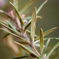 Grevillea patulifolia at Bundanoon - 5 Sep 2019 02:33 PM