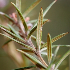 Grevillea patulifolia at Bundanoon - 5 Sep 2019
