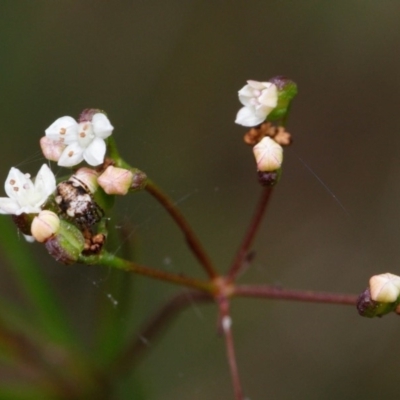 Platysace linearifolia (Narrow-leaved Platysace) at Morton National Park - 5 Sep 2019 by Boobook38