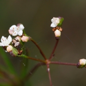 Platysace linearifolia at Bundanoon, NSW - 5 Sep 2019