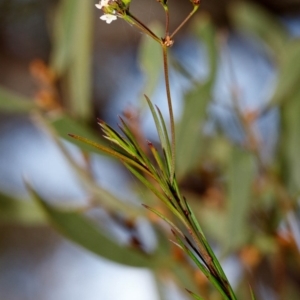 Platysace linearifolia at Bundanoon, NSW - 5 Sep 2019