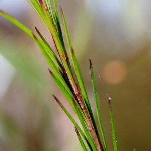 Platysace linearifolia at Bundanoon, NSW - 5 Sep 2019