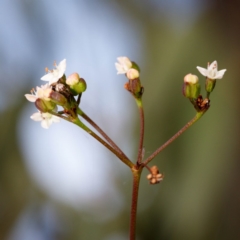 Platysace linearifolia at Bundanoon, NSW - 5 Sep 2019