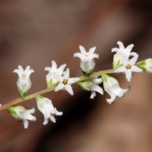 Leucopogon affinis at Morton National Park - 5 Sep 2019 02:48 PM