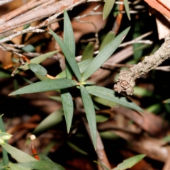 Leucopogon affinis at Morton National Park - 5 Sep 2019