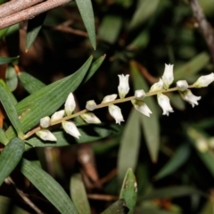 Leucopogon affinis at Morton National Park - 5 Sep 2019 02:48 PM