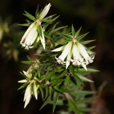 Epacris calvertiana var. calvertiana at Morton National Park - 5 Sep 2019 by Boobook38