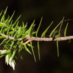 Epacris calvertiana var. calvertiana at Bundanoon, NSW - 5 Sep 2019