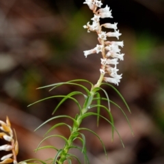 Dracophyllum secundum at Wingecarribee Local Government Area - 5 Sep 2019 by Boobook38