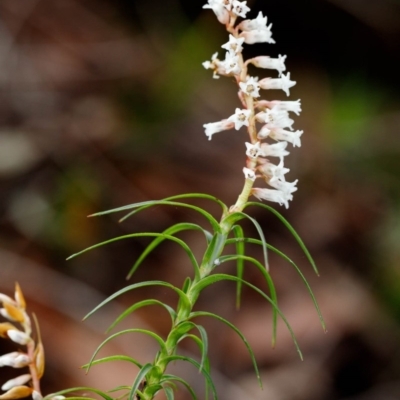 Dracophyllum secundum at Morton National Park - 5 Sep 2019 by Boobook38