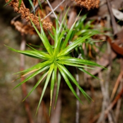 Dracophyllum secundum at Bundanoon, NSW - 5 Sep 2019