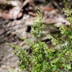 Lindsaea microphylla (Lacy Wedge-fern) at Bundanoon, NSW - 8 Sep 2019 by Boobook38