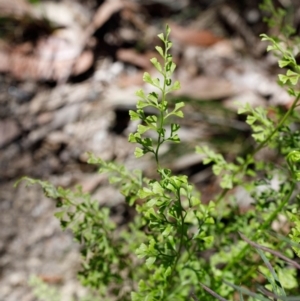 Lindsaea microphylla at Bundanoon - 8 Sep 2019 12:36 PM
