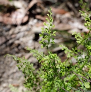 Lindsaea microphylla at Bundanoon - 8 Sep 2019