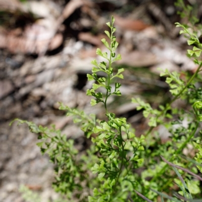 Lindsaea microphylla (Lacy Wedge-fern) at Wingecarribee Local Government Area - 8 Sep 2019 by Boobook38