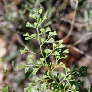 Lindsaea microphylla at Bundanoon - 8 Sep 2019