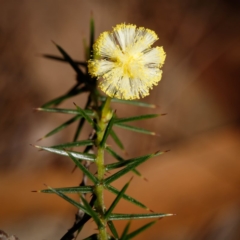 Acacia ulicifolia (Prickly Moses) at Morton National Park - 5 Sep 2019 by Boobook38