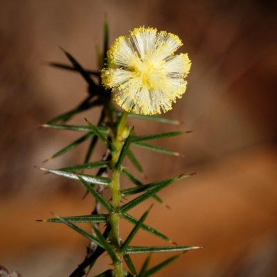 Acacia ulicifolia (Prickly Moses) at Bundanoon - 5 Sep 2019 by Boobook38